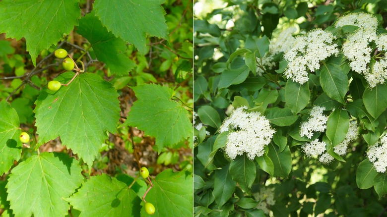 The leaves and berries of mapleleaf viburnum and the leaves and flower clusters of black haw viburnum.