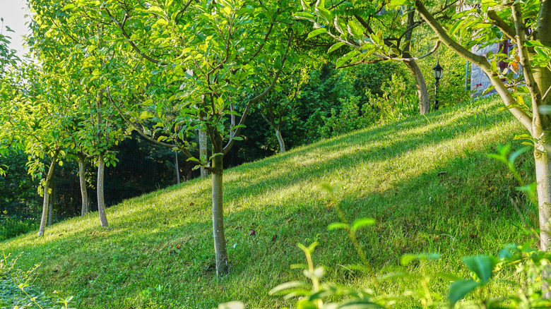 Fruit trees being used on a sloping yard for erosion control