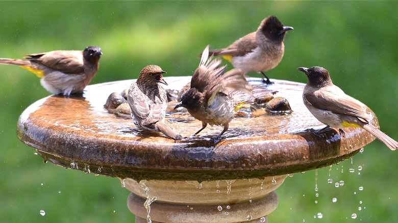 Birds using birdbath fountain