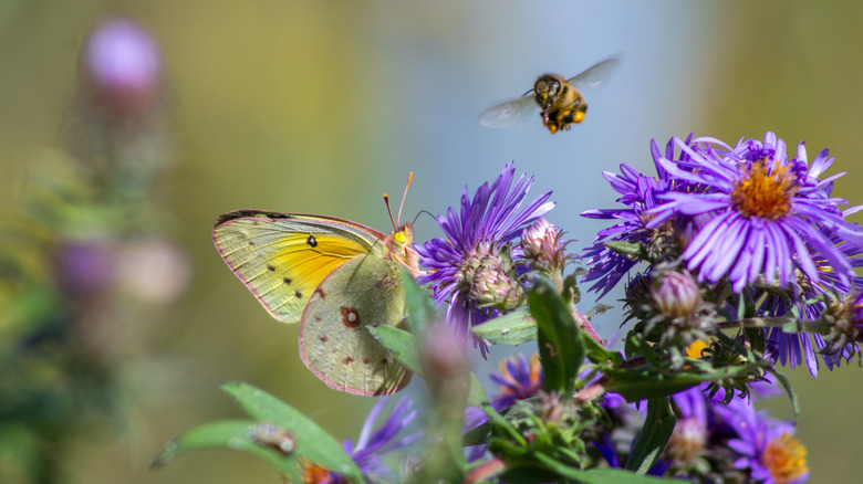 A butterfly and a bee in a field of flowers