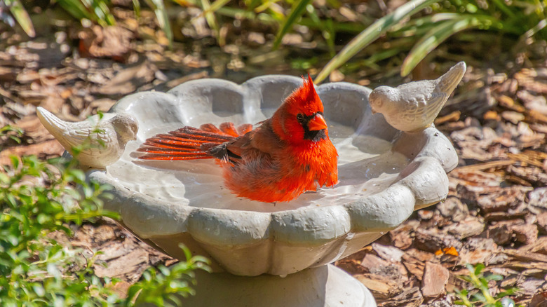 Male cardinal sitting in outdoor stone birdbath filled with water.