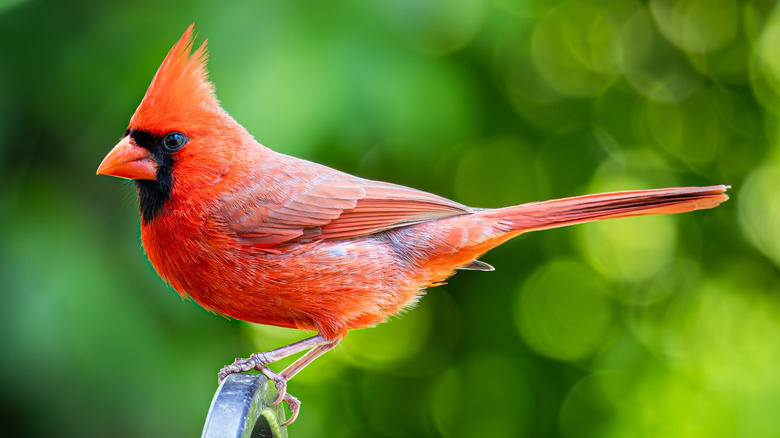 Ditch The Bird Feeder: Here's A Better Way To Attract Cardinals