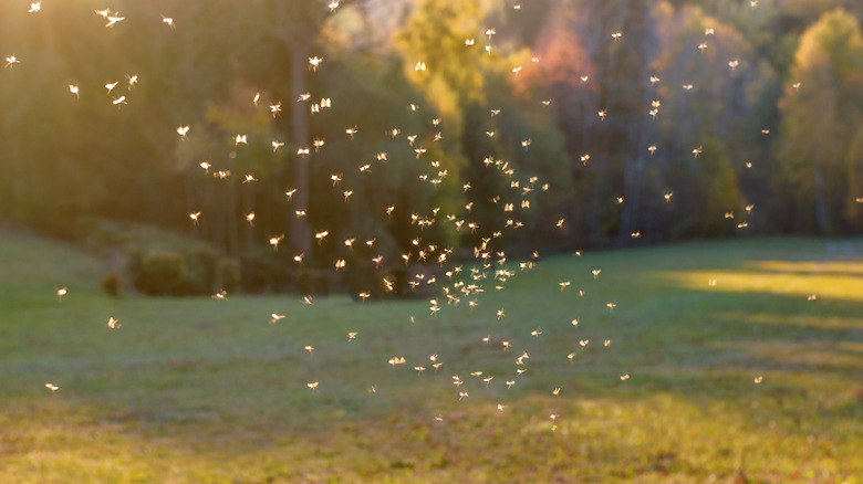 A swarm of mosquitoes flying above a lawn in a large backyard are highlighted by the setting sun.