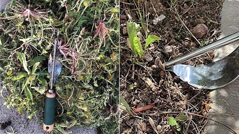 Split image with the weeding tool sitting on top of a pile of weeds on the left and it being used to lever out a small weed on the right