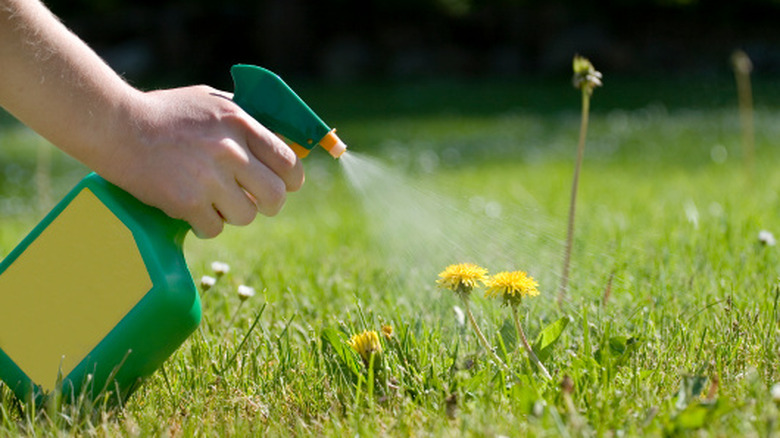 A gardener using a chemical herbicide in a spray bottle to kill a dandelion weed in the lawn