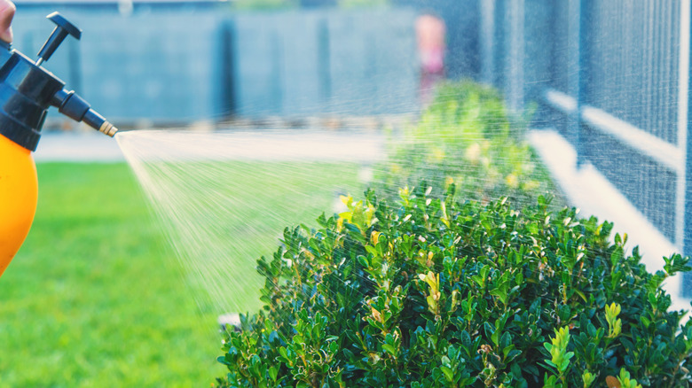 Person uses botanical pest control on the shrubs in their backyard.