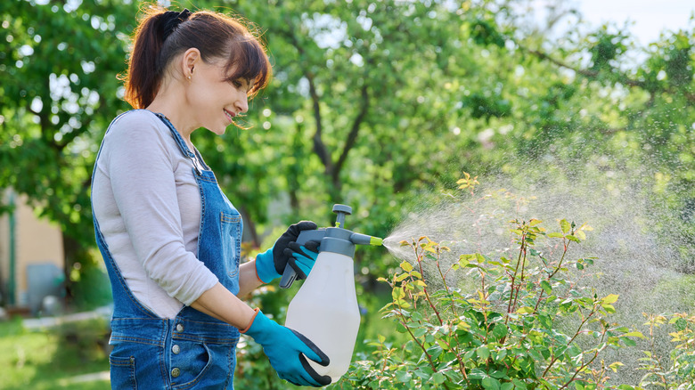 Woman applies an all-natural botanical pest control to her garden.