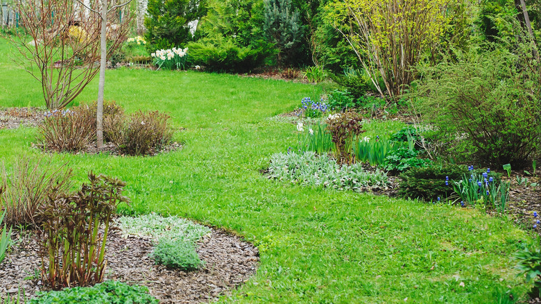 A yard with curved beds full of trees, flowers, and shrubs