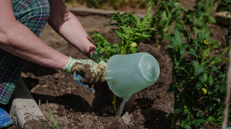 A person applying liquid fertilizer from watering can to a plant