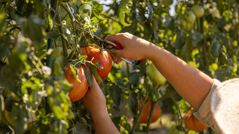 A person harvesting large, ripe tomatoes in a garden