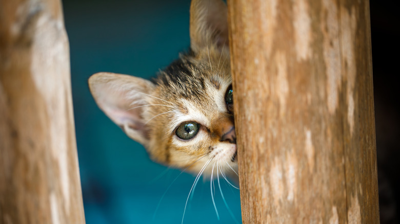 A cat peeking around a rounded wooden beam against a blue background
