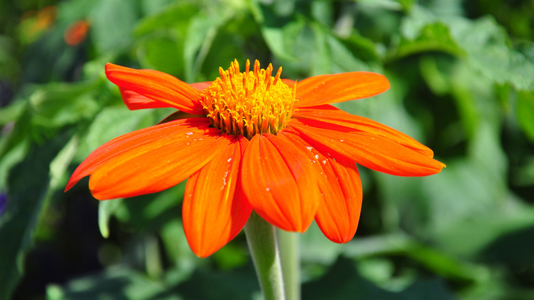 close up of a Mexican sunflower