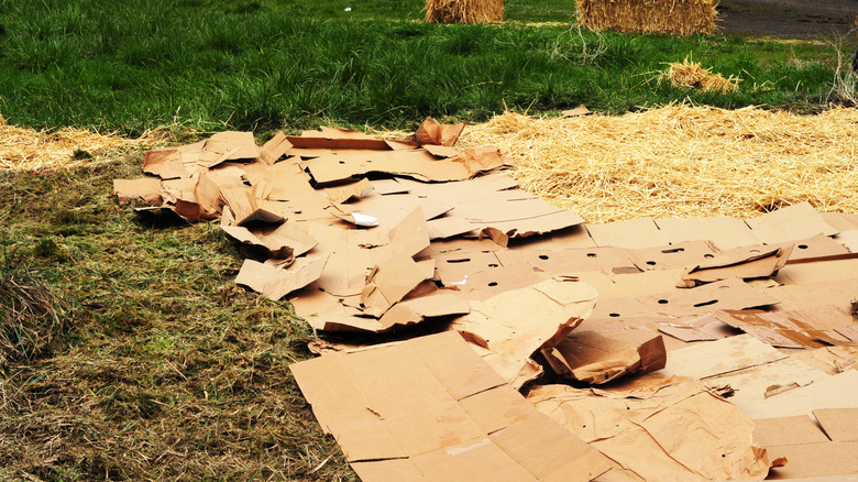 Cardboard used for sheet mulching