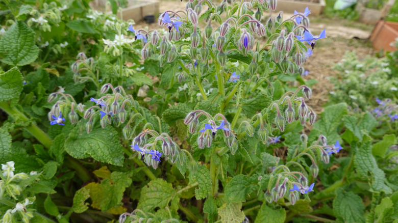 Large cluster of borage growing in garden.