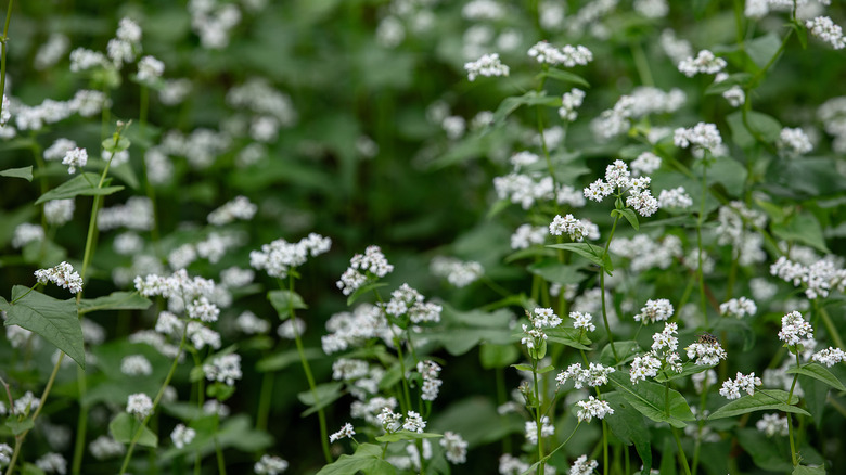 White buckwheat flowers in a field.