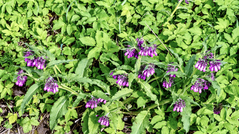 Clusters of comfrey growing on ground.