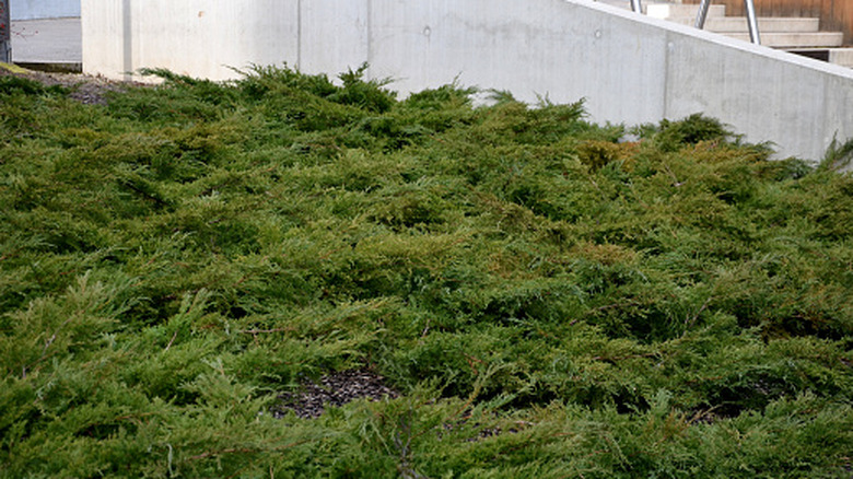 Creeping juniper covering ground in backyard.