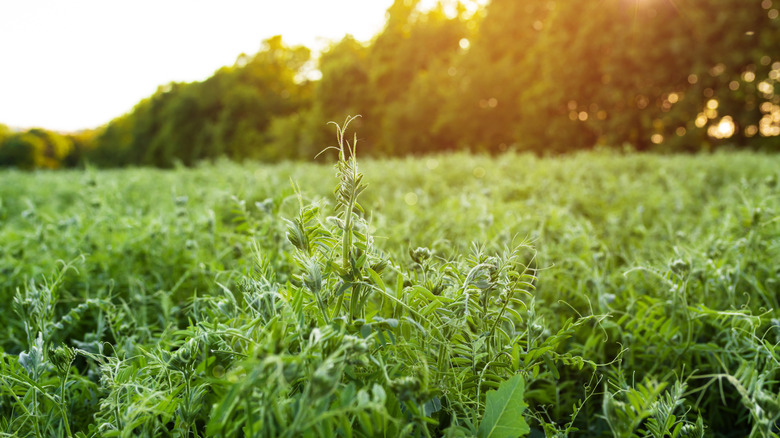 Hairy vetch growing as ground cover in forest clearing.
