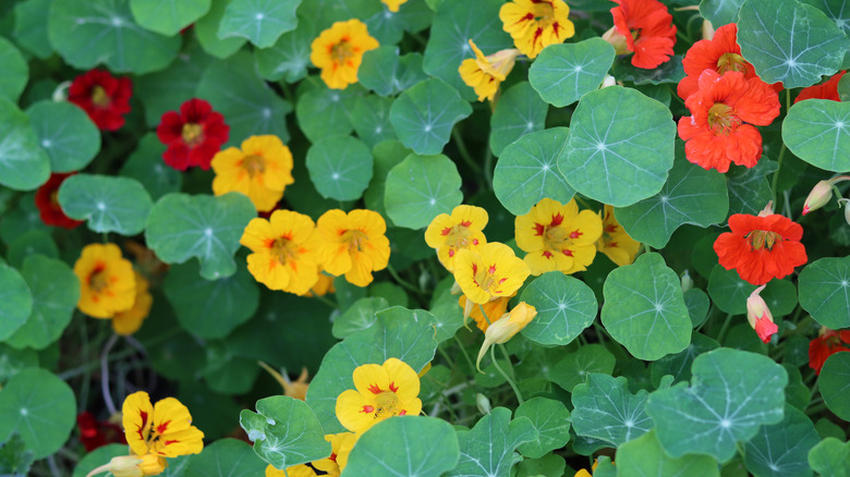 Nasturtiums growing as ground cover in garden.