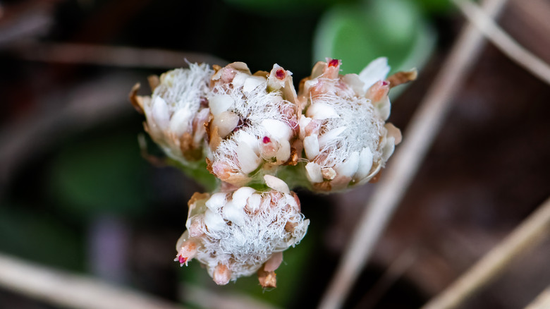Plantain-leaved pussytoe flowers.