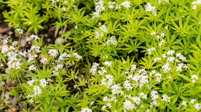 Sweet woodruff growing across ground.