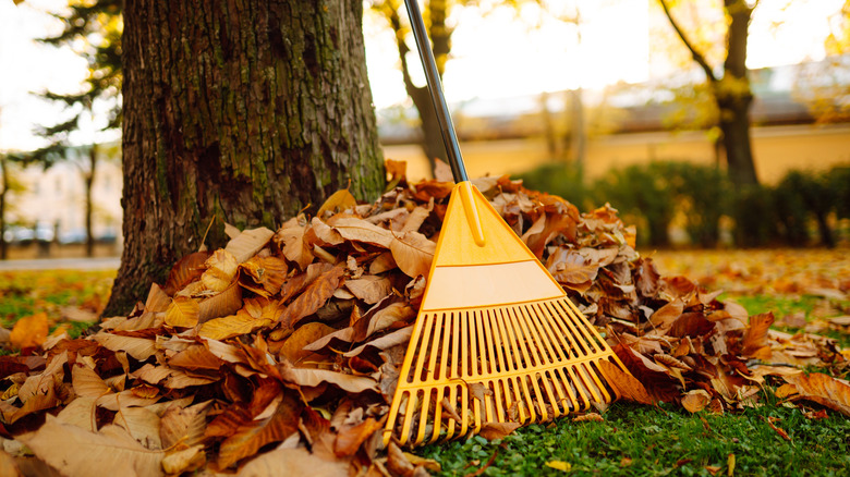 A rake next to a pile of fall leaves