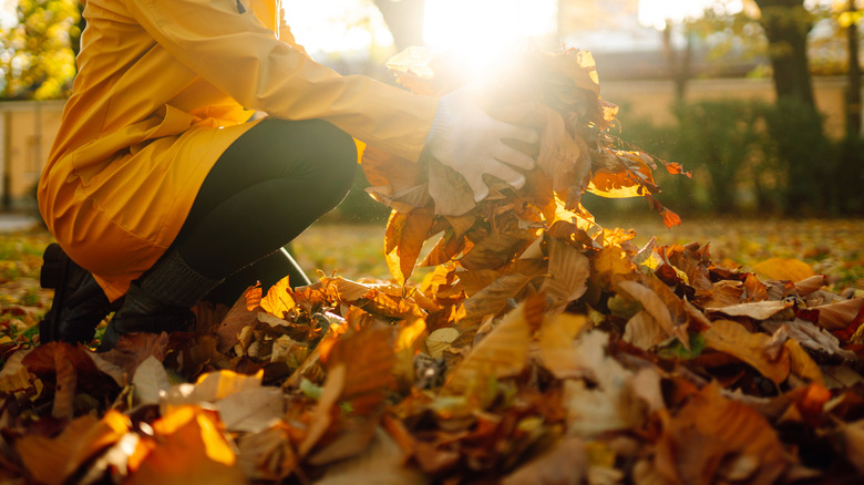 Someone carrying a handful of fall leaves