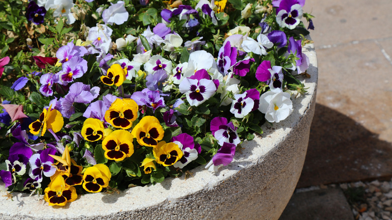 Petunias in a large concrete planter outdoors