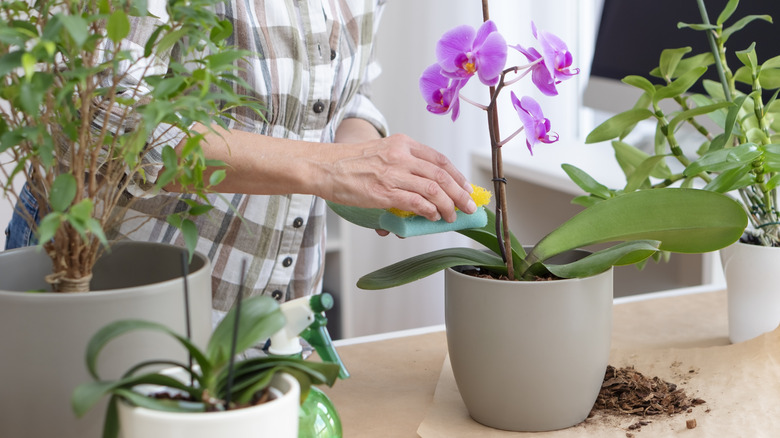 A woman tending to an orchid in a pot