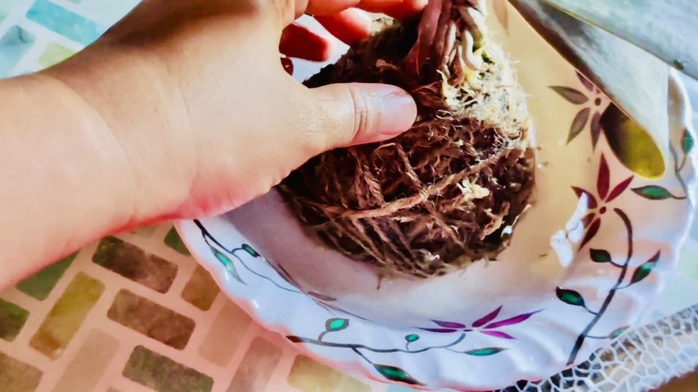 Kokedama orchid being placed in a bowl of water for irrigation.