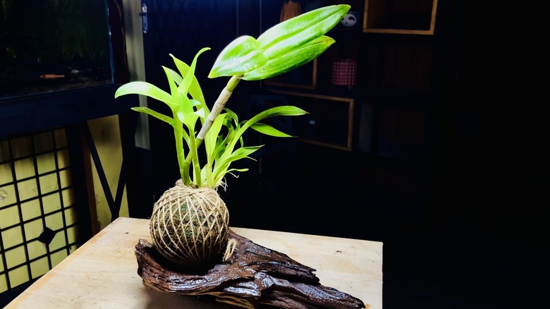 Orchid kokedama staged on a piece of wood.