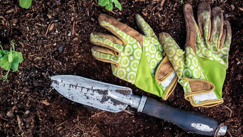 Cloth garden gloves laying in the dird near a small garden trowel and some leafy plants