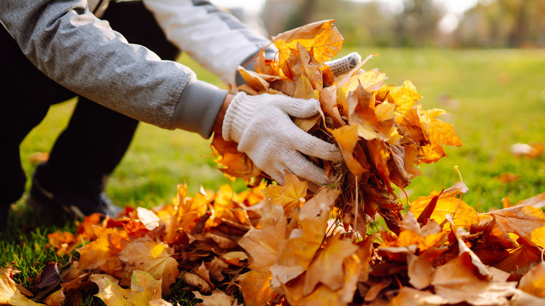 Man picking leaves up from a neat pile