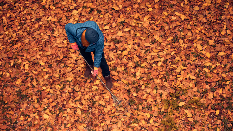 Man raking tons of leaves