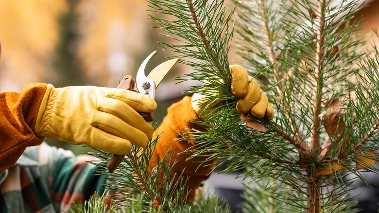 person pruning a pine tree with garden shears