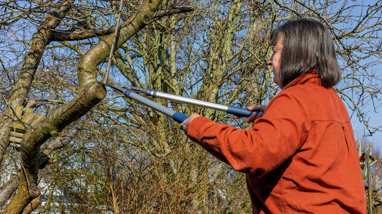 Woman pruning a tree with loppers
