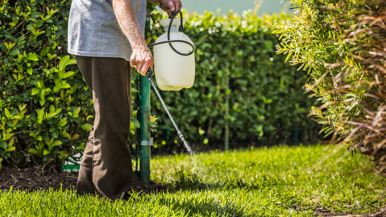 Person spraying weed killer on grass