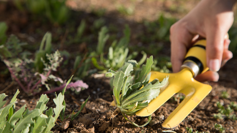 A hand holding a yellow garden fork removing weeds