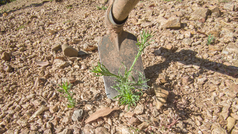 Removing weeds with a garden hoe