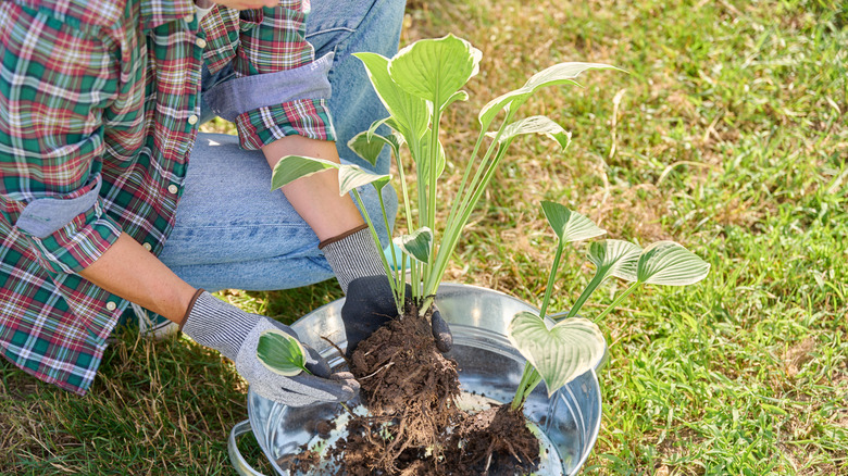 Person examining and dividing hostas in a bucket