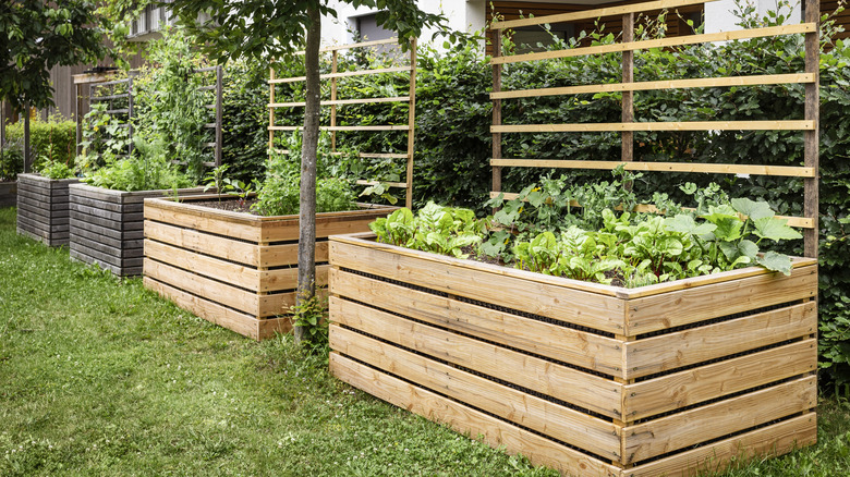 Raised garden beds with breaks in between
