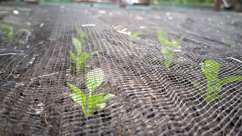 Green leafy plants covered with hardware cloth in garden