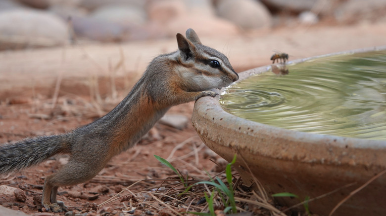 A chipmunk is drinking water from a bird bath with a bee for company