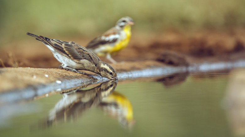 A small brown bird drinking water beside a bird with a yellow belly.