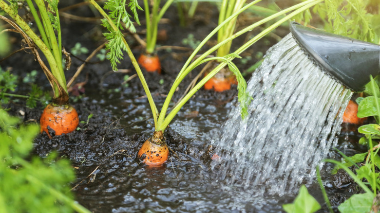 Carrots being watered by a watering can in a garden