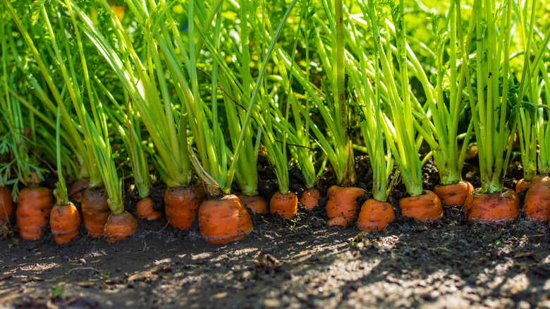 Carrots with large tops sticking out of the soil in neat garden rows in the sun