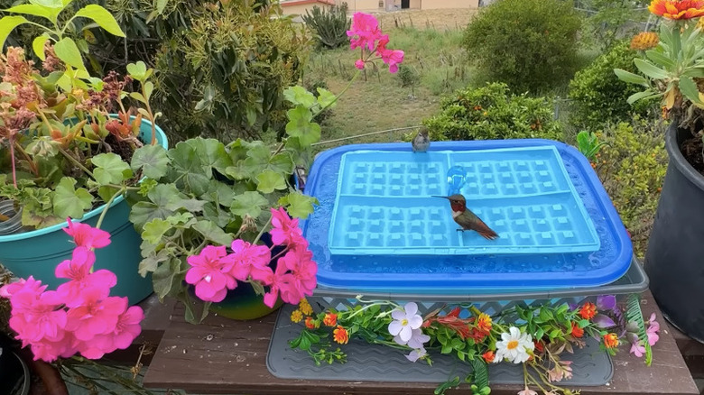 A DIY birdbath in a garden, with a hummingbird.