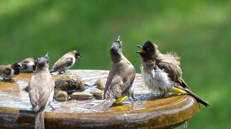 A group of birds enjoy the water in a shallow bird bath.