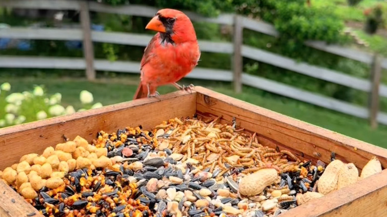 red cardinal at bird feeder