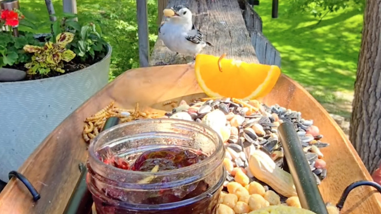 birds eating from wooden tray
